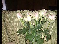 2012 02 01 5443-border  Mooie rozen van Martin voor mijn verjaardag